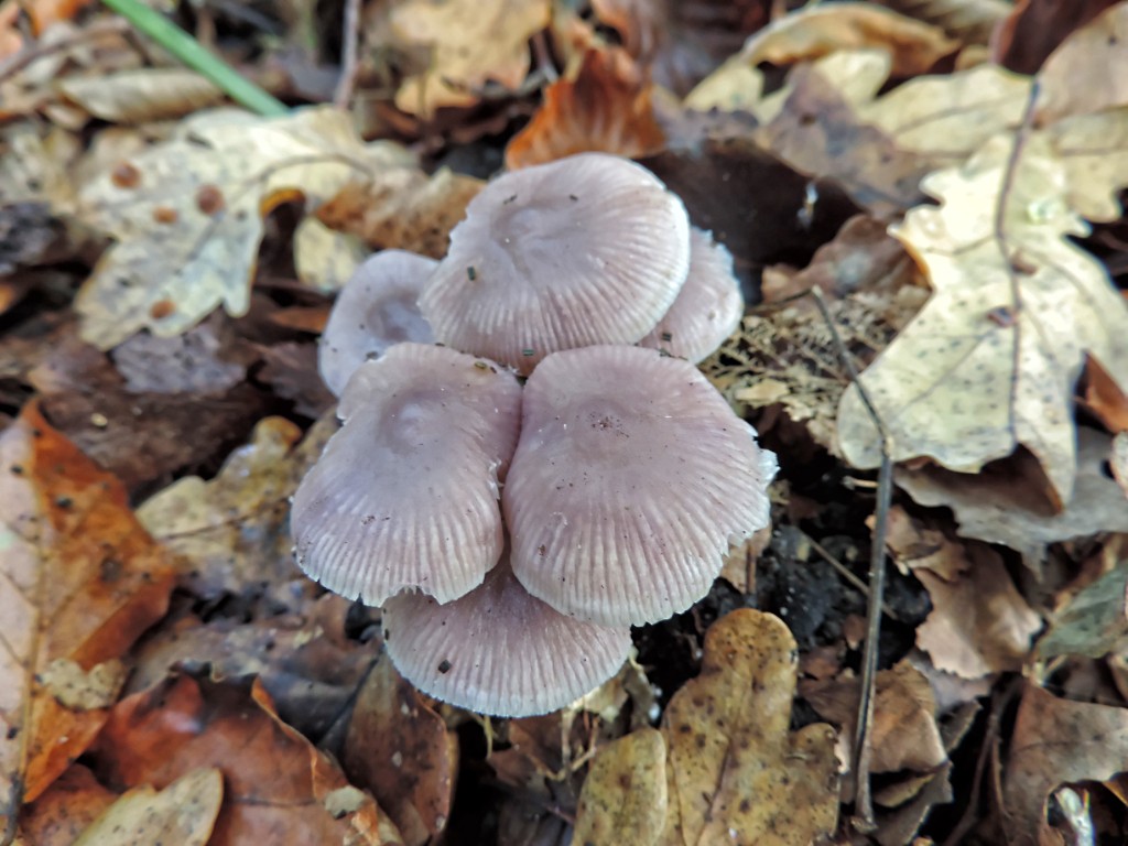 Gewoon elfenschermpje [11601] 19-okt-2014 (Bentheimerwald, Bad Bentheim).jpg - Gewoon Elfenschermpje [Mycena pura]